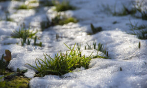 Love Your Lawn: Winter Care That Makes Lawns Thrive