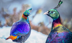 6 of the World’s Most Beautiful Pheasants Are a Sight to Behold—Here Are the Photos