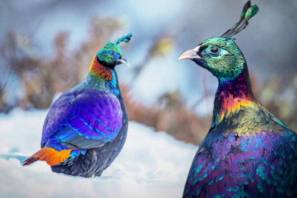 6 of the World’s Most Beautiful Pheasants Are a Sight to Behold—Here Are the Photos