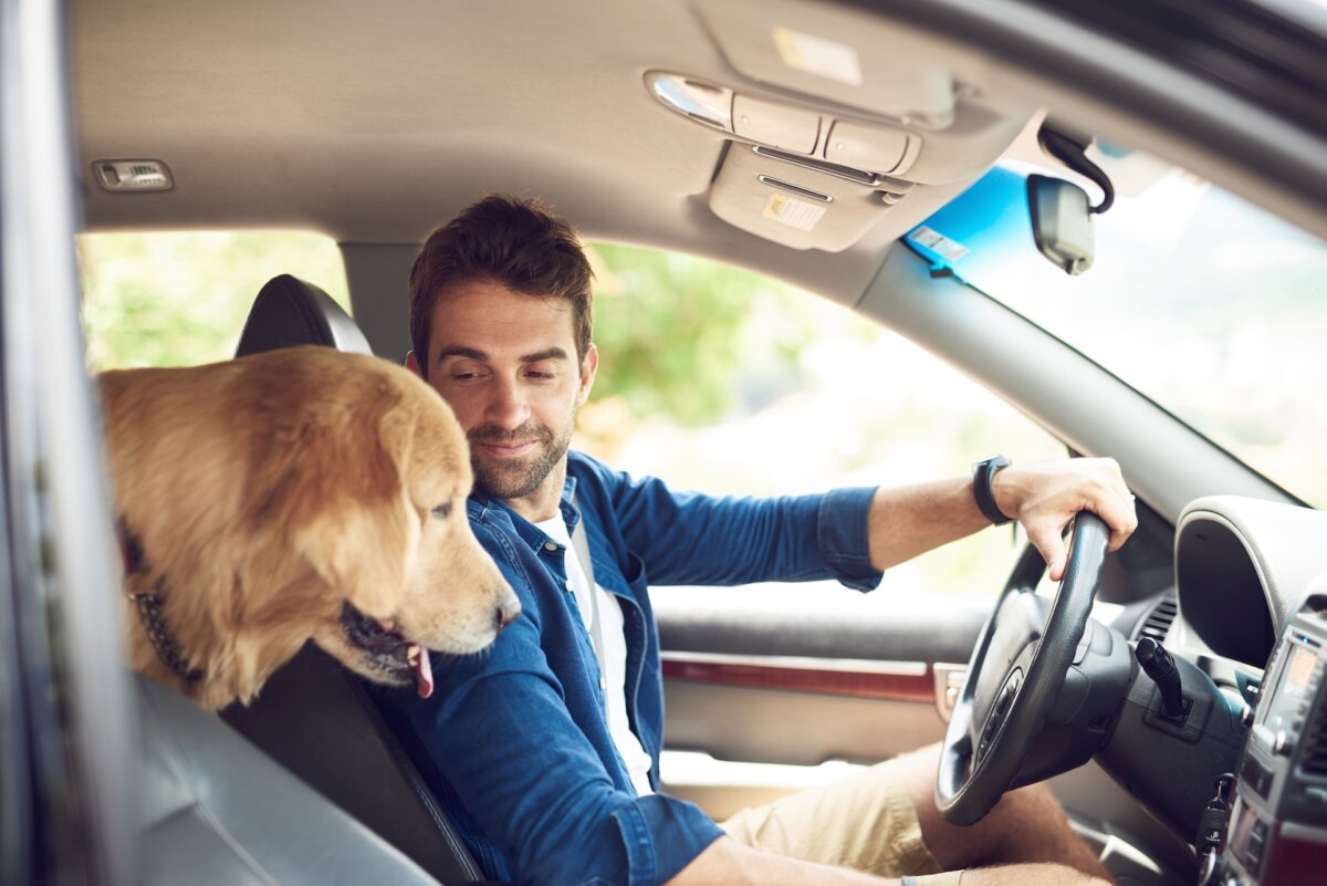 Dogs should be kept harnessed in the back seat. (PeopleImages/Shutterstock)