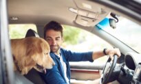 Secure Dog in Vehicle for Safety