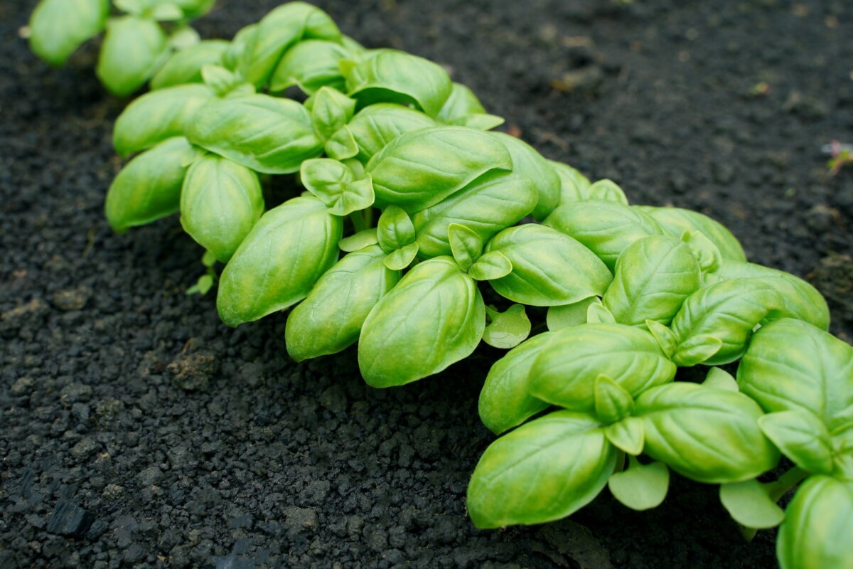 The AAS judges found that basil Treviso kept its leaf quality and flavor longer into the season. (Buniak Andrii/Shutterstock)