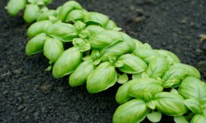 2026 All-America Selections Winners