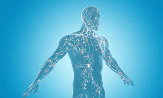 The Overlooked System That May Hold the Key to Heart Health