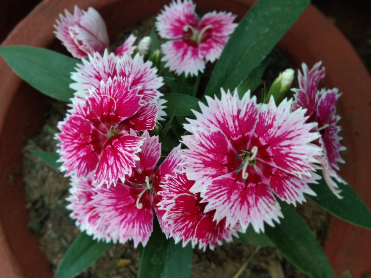 Supra Cherry Picotee has flowers with cherry red centers and pink edges. (Mevada Mahendra/Shutterstock)