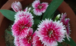 All-America Selections Flower Winners