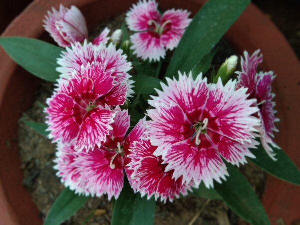 All-America Selections Flower Winners