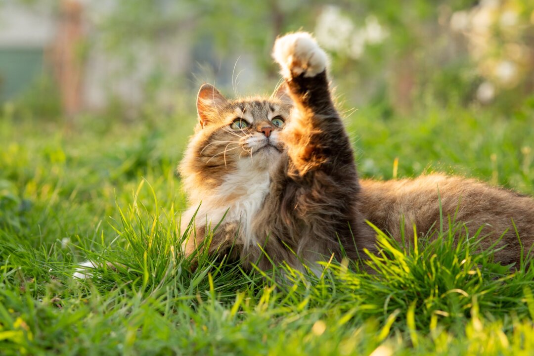 Cats Resistant to Tetanus