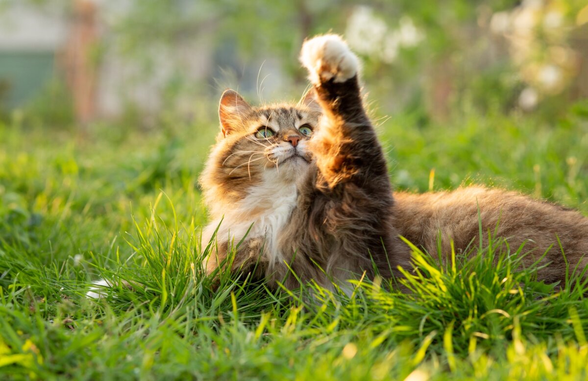 In the rare event a cat does become infected, treatment would include antibiotics and tetanus antitoxin. (fantom_rd/Shutterstock)