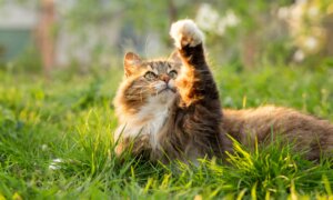 Cats Resistant to Tetanus