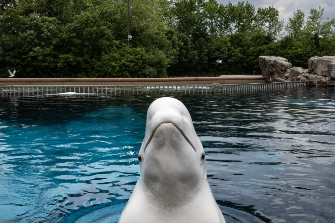 Marineland Now Seeking Permits to Ship Remaining Belugas to US: Sources