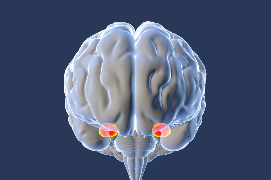 At the center of our fear response is the amygdala, an almond-sized structure deep in the brain. (Kateryna Kon/Shutterstock)