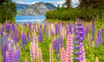 A Persistent Voice: Lydia Maria Child’s Short Story ‘Wergeland, the Poet’