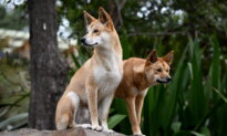 Father of Canadian Backpacker Says She Wouldn’t Want to See Dingoes Culled