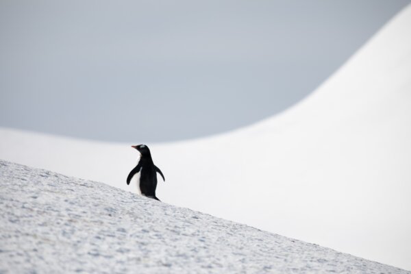 The Lone Penguin Is Making Waves Again: Opinion
