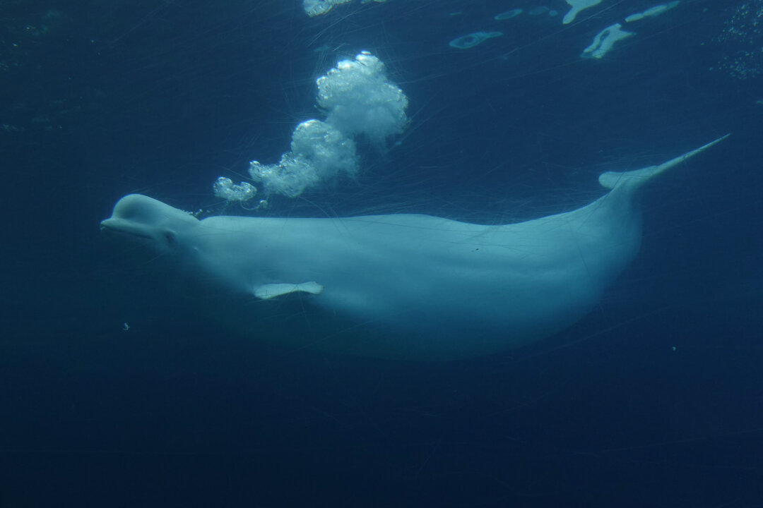 Ottawa Gives Conditional Approval for Marineland to Export Remaining Belugas to US
