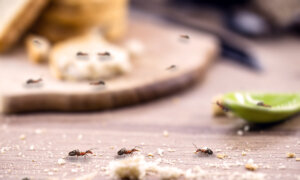 Ask Angi: How Can I Control Pests in Winter?