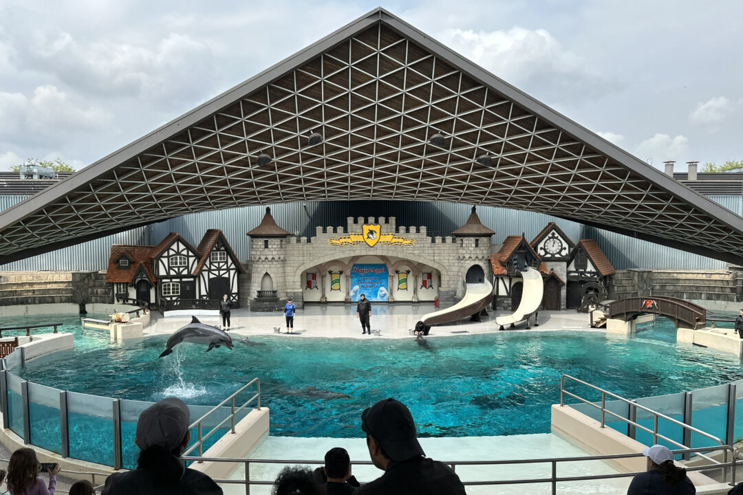 Cover image for Marineland Has Solid Plan to Move Whales and Dolphins to US, Minister Says