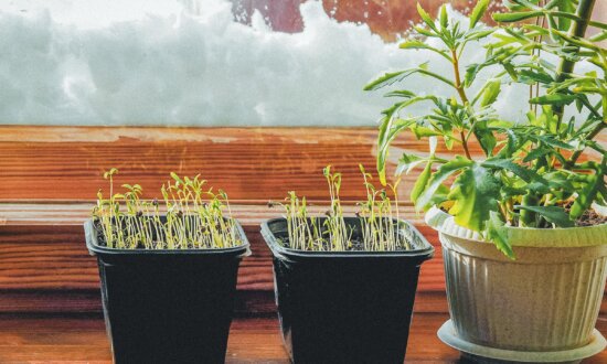 How to Winter Sow Summer Favorites for Gardens, Containers, and Windowsills