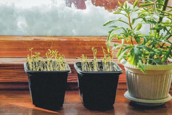 How to Winter Sow Summer Favorites for Gardens, Containers, and Windowsills