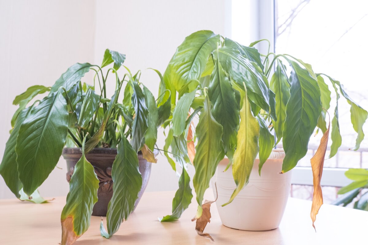 It can be very disappointing when you receive gift plants and they don't do well under your care. (Ekaterina34/Shutterstock)