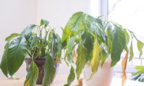 Houseplant Problems