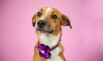 Mammary Tumors Common in Unsterilized Female Dogs