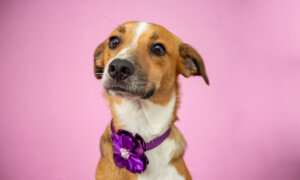 Mammary Tumors Common in Unsterilized Female Dogs