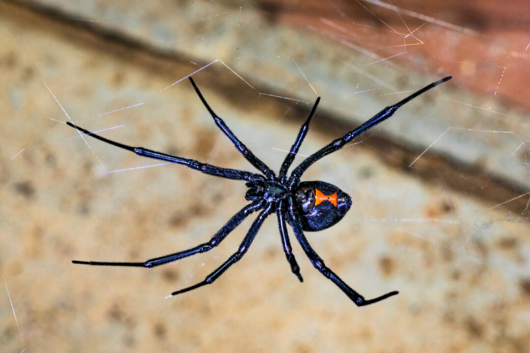 Cats Especially Sensitive to Black Widow Spider Venom