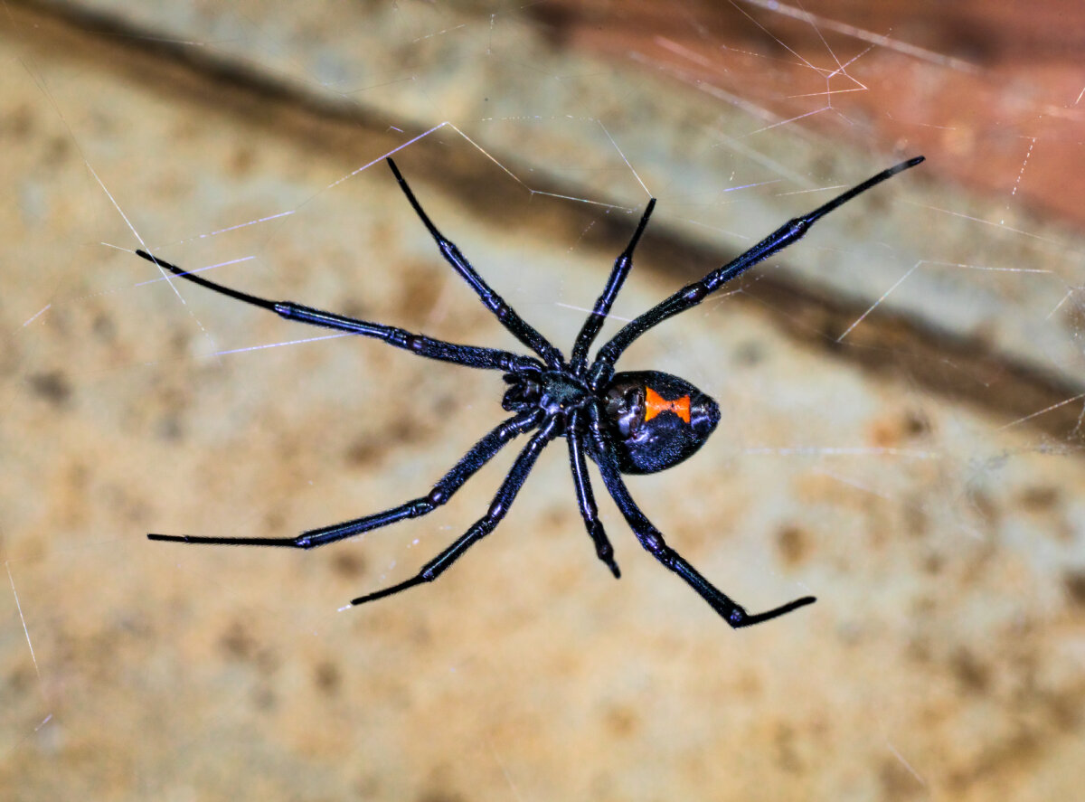 About an inch long, the black widow spider is shiny black or brown with a red or orange hourglass-shaped mark on the underside of its abdomen. (phonecat/Shutterstock)