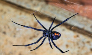 Cats Especially Sensitive to Black Widow Spider Venom