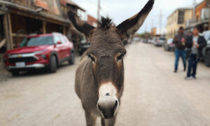 Wild Donkeys Reign Supreme in Tiny Arizona Town