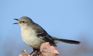 ‘King of Song’: The Northern Mockingbird