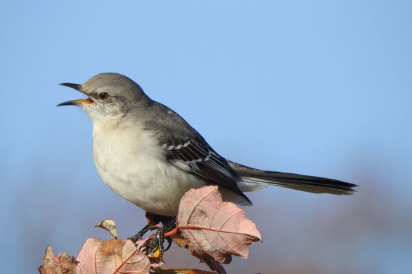 ‘King of Song’: The Northern Mockingbird