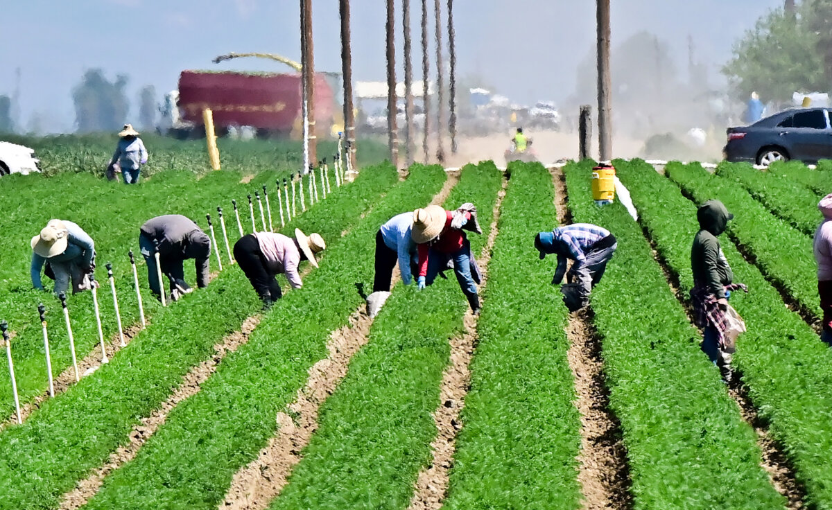 Farmworkers labor in the fields south of Bakersfield in Kern County, Calif., on April 9, 2025. (Frederic J. Brown/AFP via Getty Images)