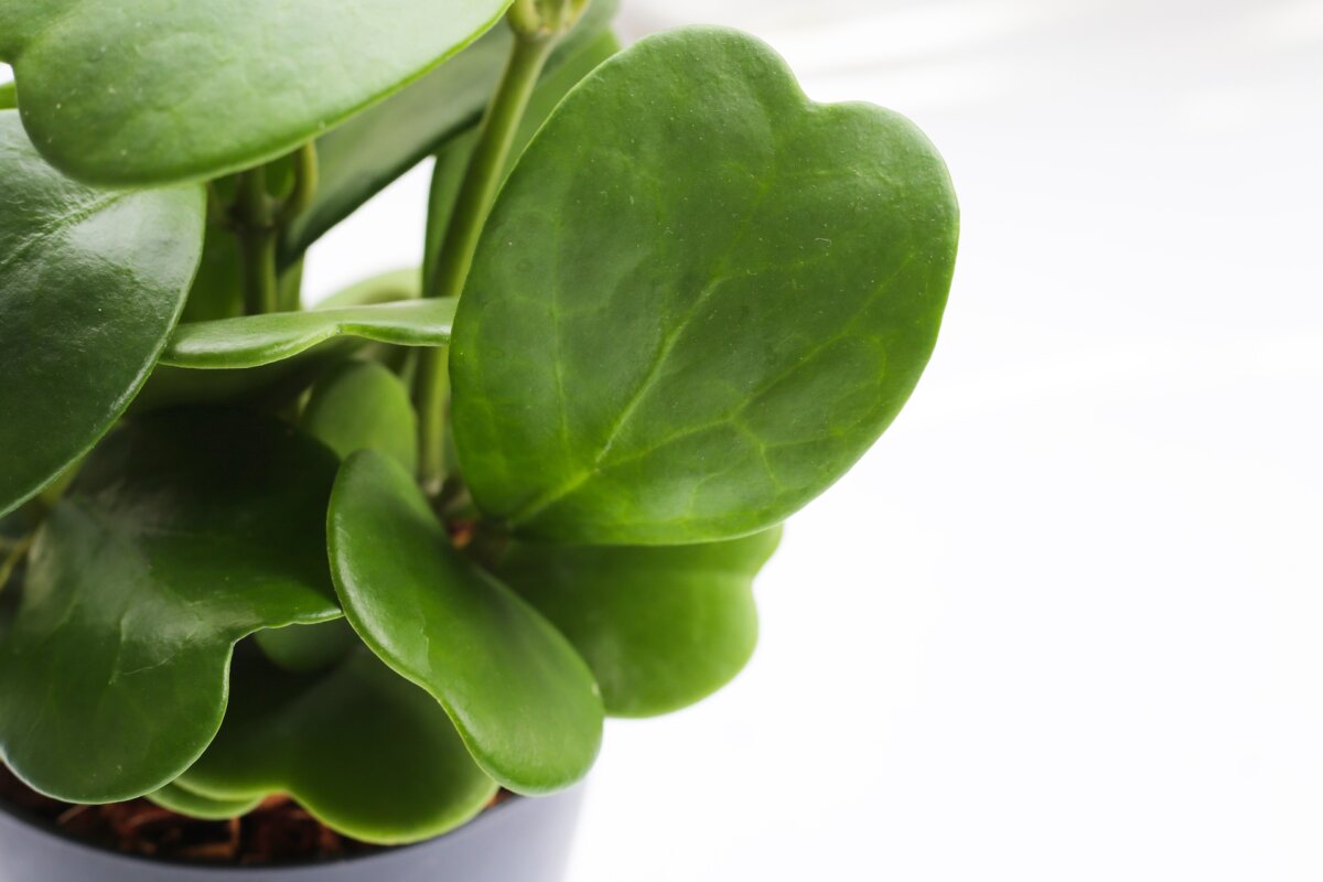 The over 500 species of Hoya plants are mostly tropical vines that grow on trees. They have thick, wax-coated, leathery leaves. The flowers are sometimes fragrant and borne in clusters about the size and shape of half a tennis ball. (Bowonpat Sakaew/Shutterstock)