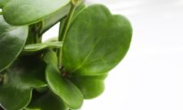 Heart-Shaped Plants for Valentine’s Day