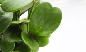 Heart-Shaped Plants for Valentine’s Day