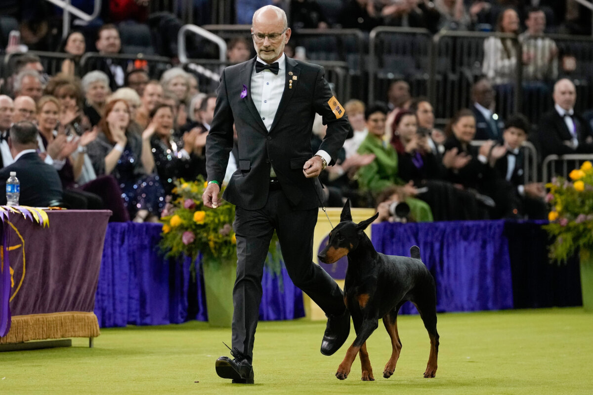 Penny, a doberman pinscher, competes in the Best in Show judging of the 150th Westminster Kennel Club Dog Show in New York on Feb. 3, 2026. (Yuki Iwamura/AP Photo)