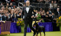 Penny the Doberman Pinscher Wins 150th Westminster Dog Show