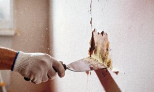 How Mold Exposure May Harm the Brain, Gut, and Immune System