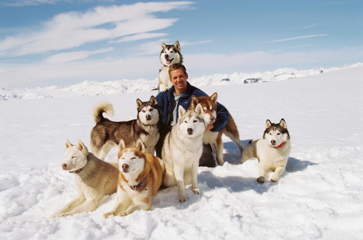Jerry Shepard (Paul Walker), in “Eight Below.” (Walt Disney Features)
