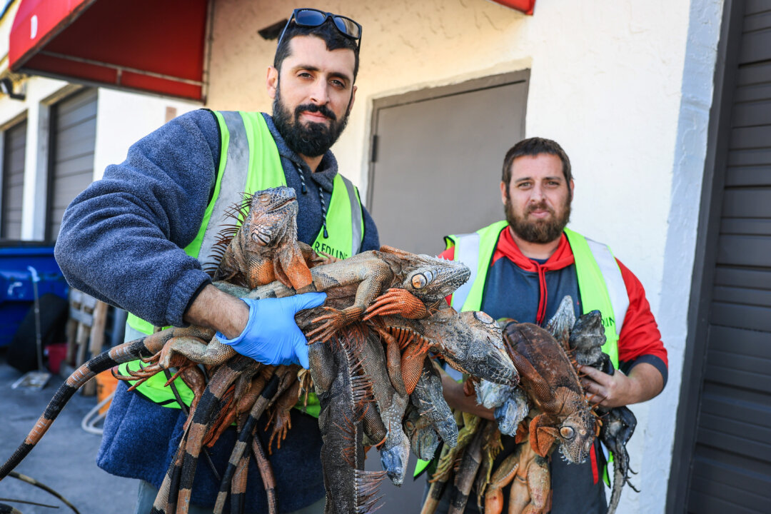 America in Photos: Cold-Stunned Iguanas, Religious Freedom Summit, and Utah Snow Drought