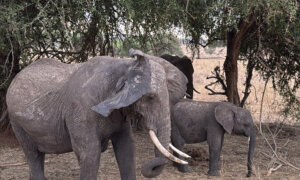 Discover the Cradle of Civilization in Tanzania