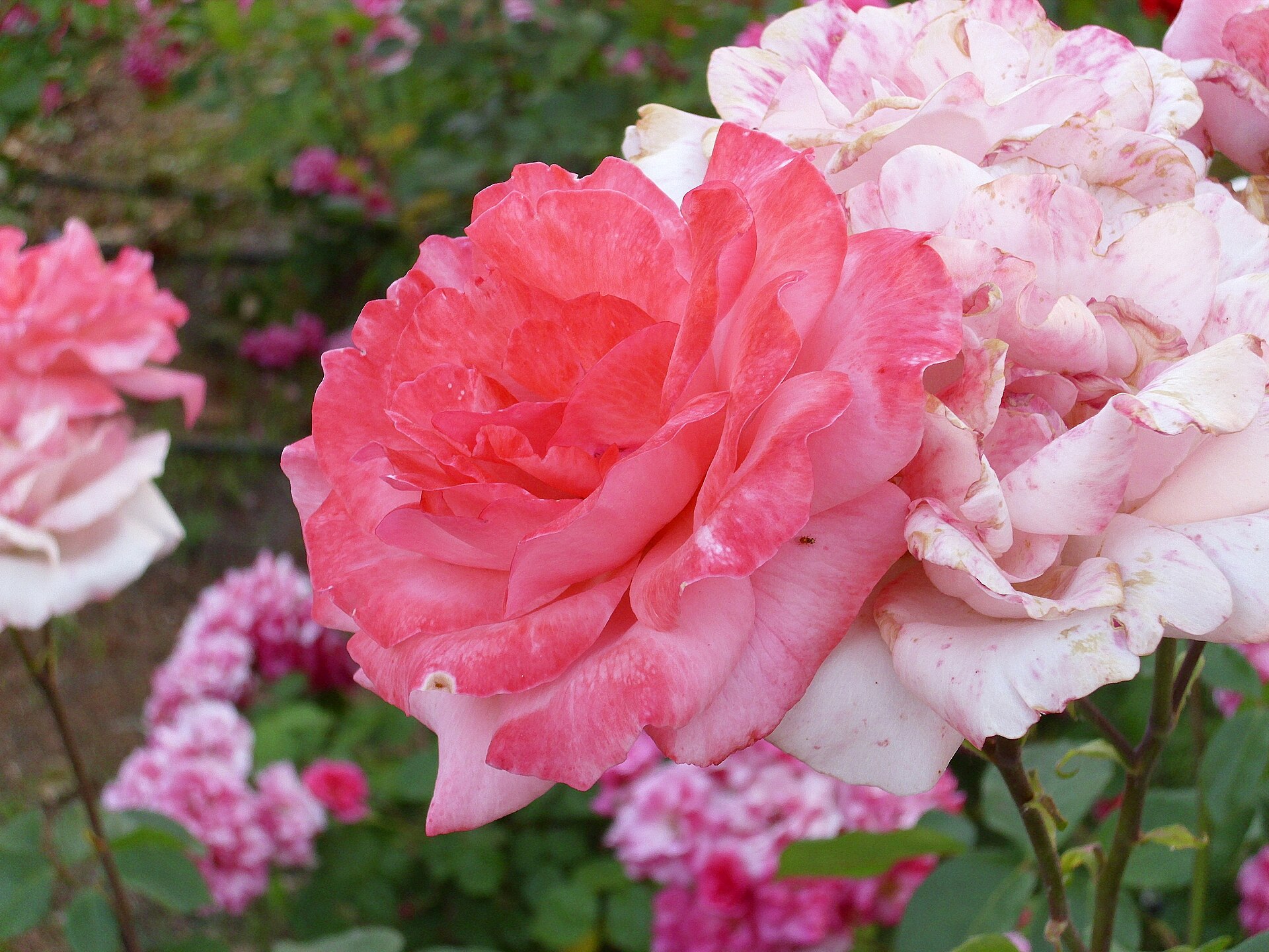 Javier Martinlo Rose Linda Porter
