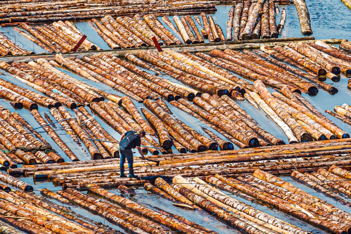 Logs at a sawmill on Vancouver Island in a file photo. (Darryl Brooks/Shutterstock)