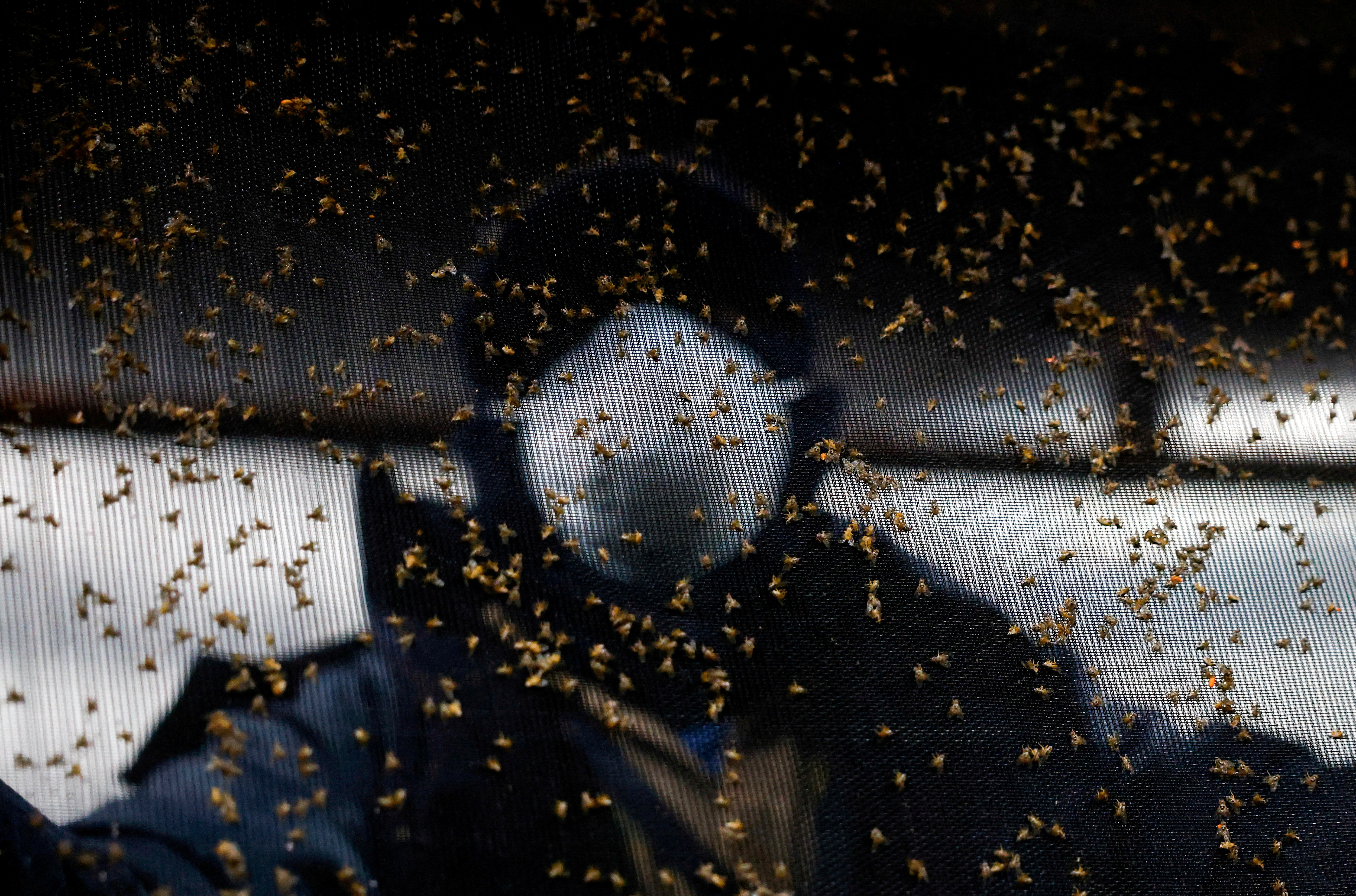 FILE PHOTO: Mexico hinges hope of eradicating screwworm on urgent push to open sterile fly plant
