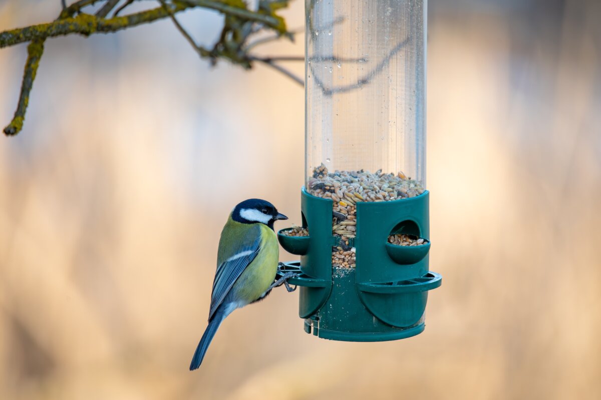 Bird feeders filled with seeds will help some birds make it through the coldest nights. (Artush/Shutterstock)