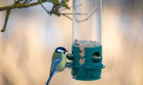 Great Backyard Bird Count