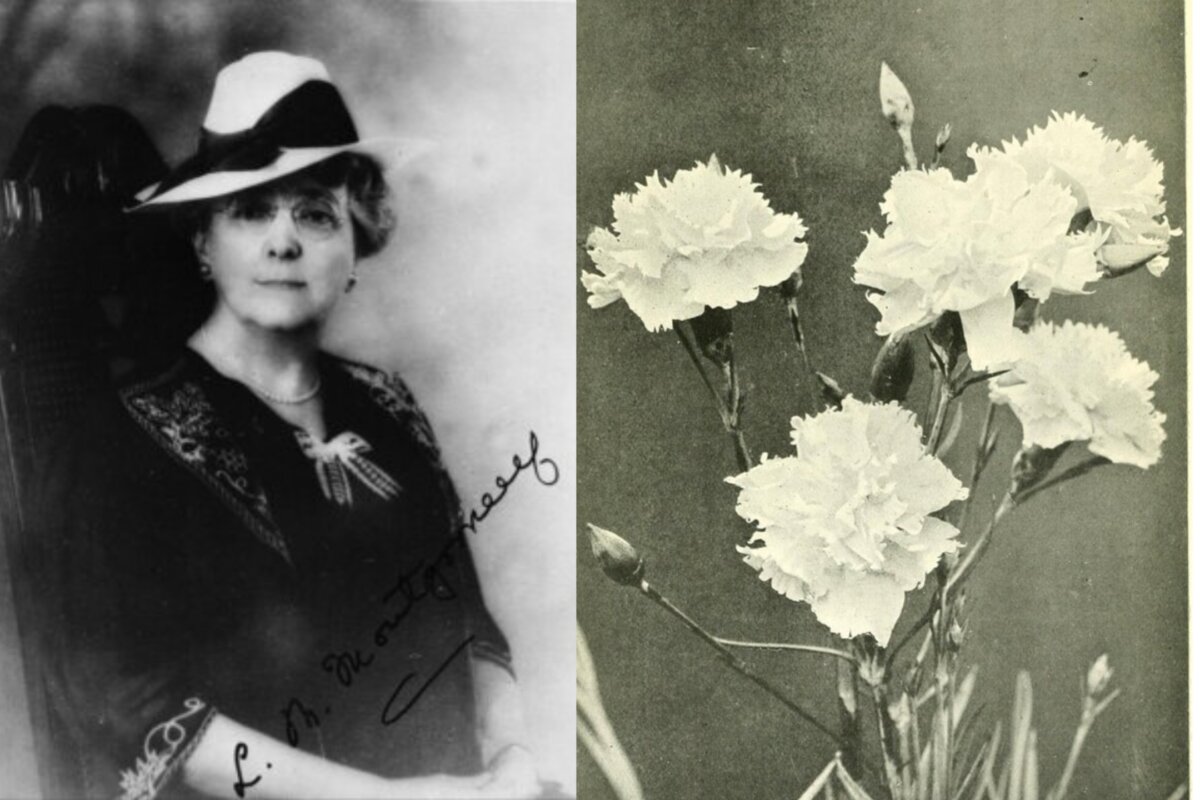 Author Lucy Maud Montgomery. (The Canadian Press/National Archives of Canada)
Carnations from E.T. Cook's “Carnations, Picotees and the Wild and Garden Pinks,” 1905. In Montgomery's story, white carnations symbolize innocence and goodwill. (Public Domain)